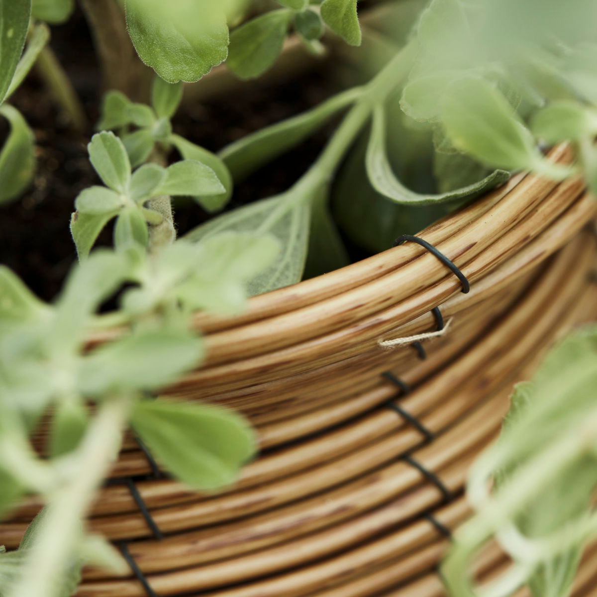 Herbal pot, hdboum, nature