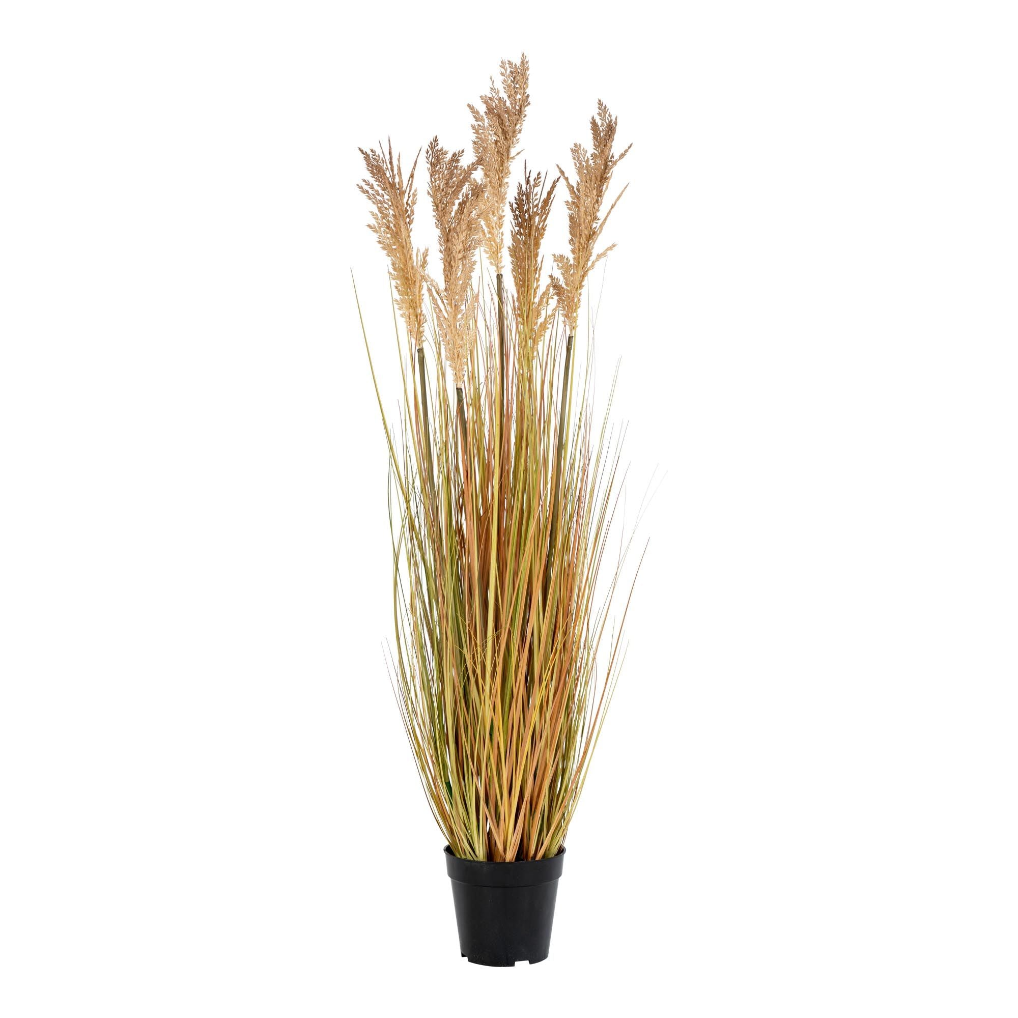 House Nordic - Sorghum Grass